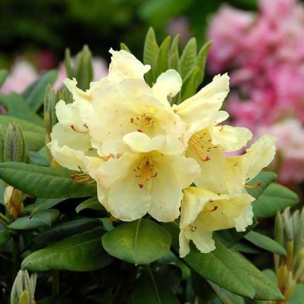 Rhododendron Easydendron Hybrid